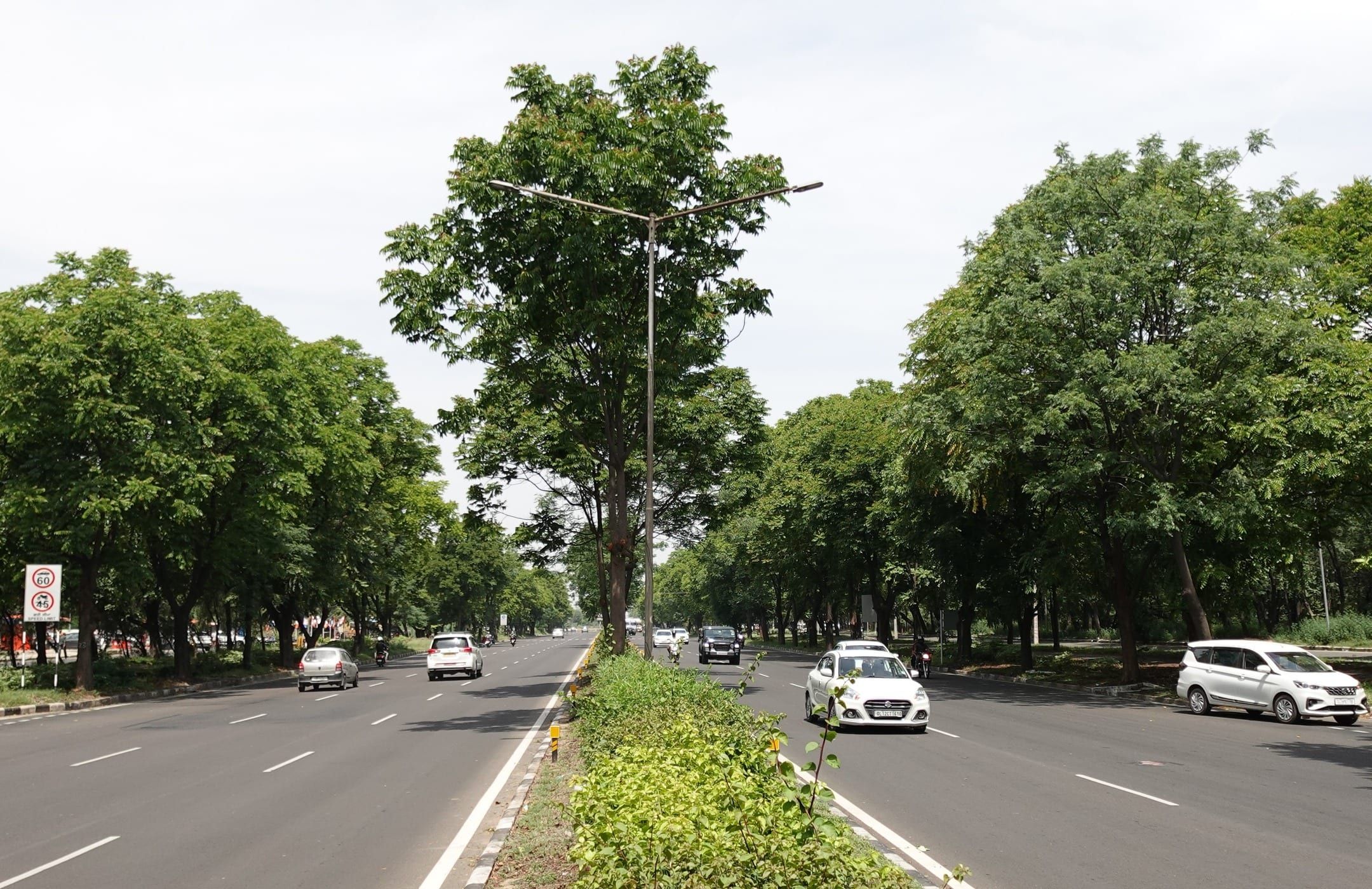 A tree-lined avenue in Chandigarh, India.