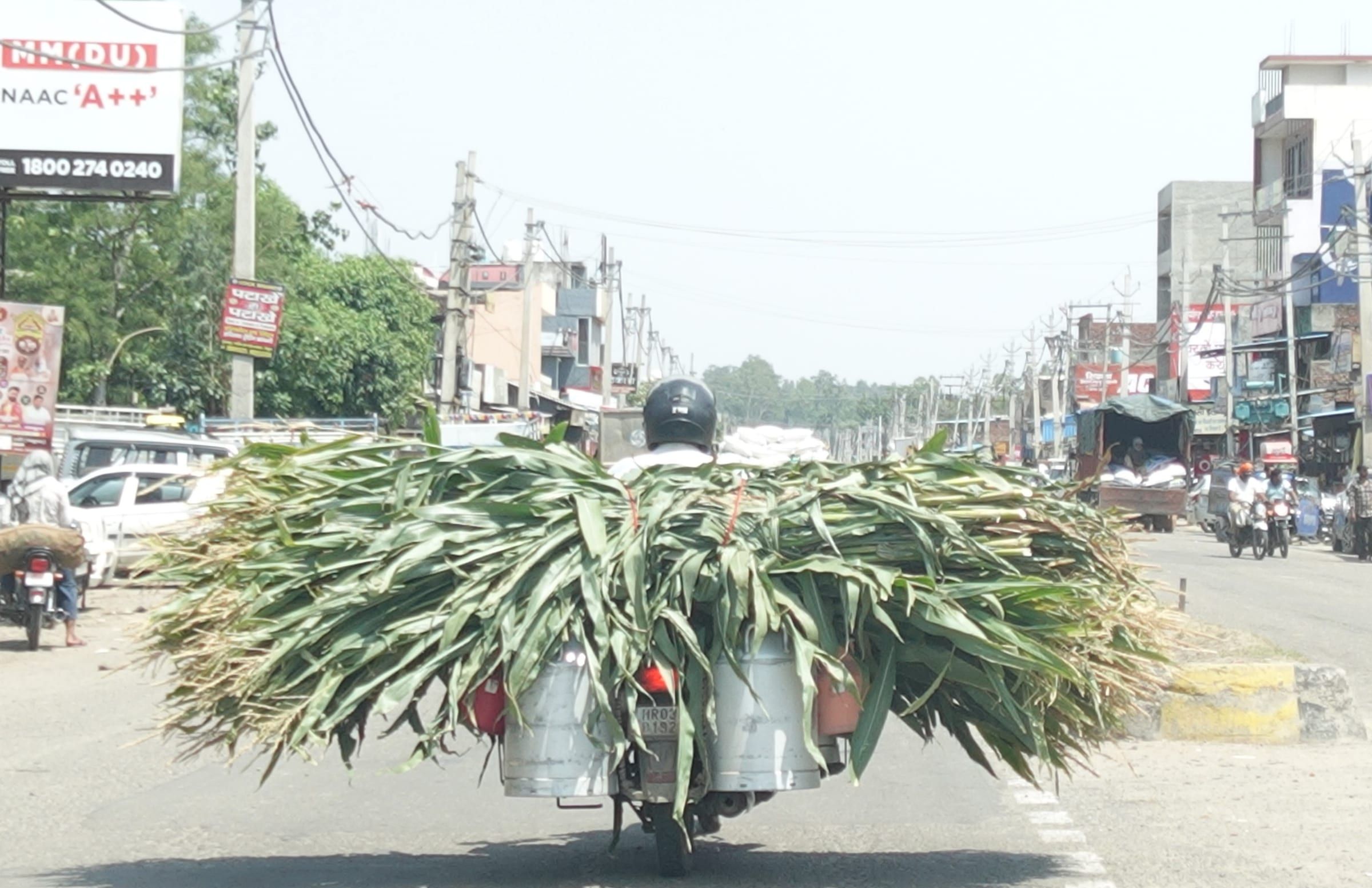 The milkman ferrying green fodder for his livestock after selling the milk. The place is Raipur Rani in Haryana.