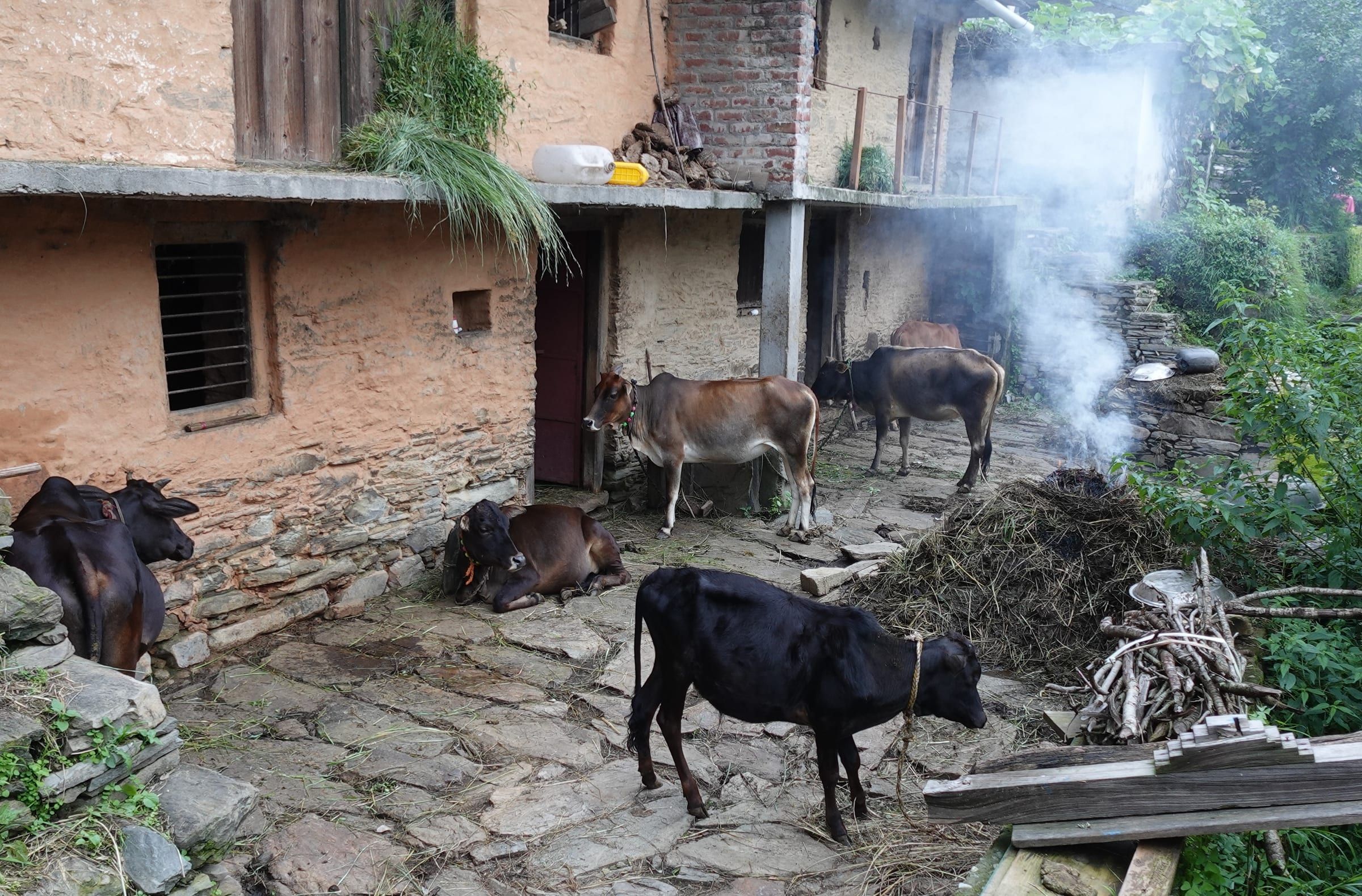 Livestock at my native place in Paurigarhwal, Uttarakhand, India. The smoke produced by smoldering manure is to keep away the insects.