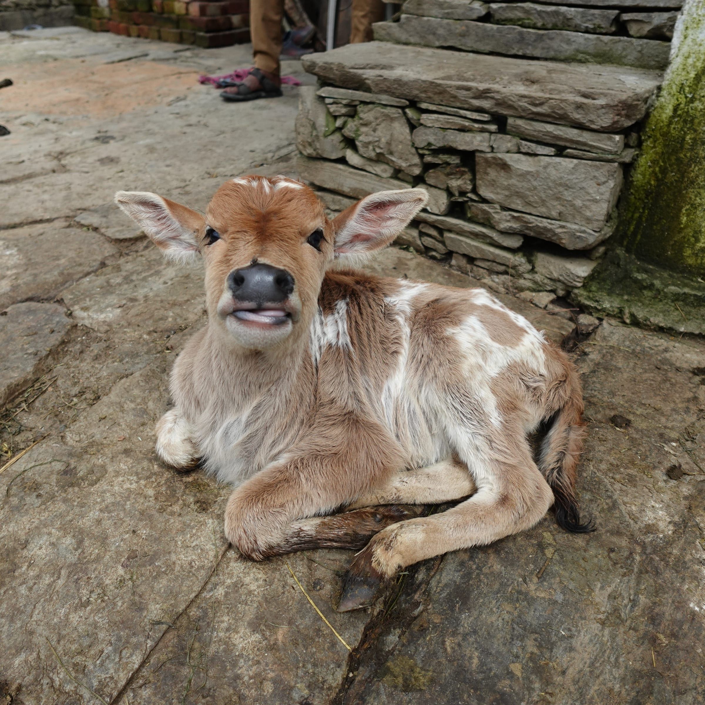 Five-six days old calf at my native place in Paurigarhwal, Uttarakhand, India.